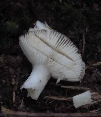 Russula pectinatoides image