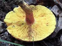 Phylloporus rhodoxanthus image