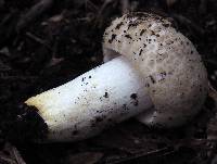 Russula crustosa image