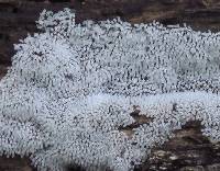 Ceratiomyxa fruticulosa var. fruticulosa image