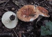 Russula compacta image