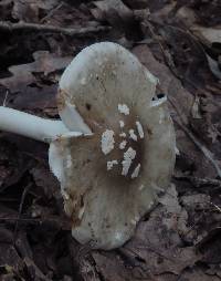 Amanita brunnescens image