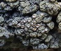 Leptogium phyllocarpum var. phyllocarpum image