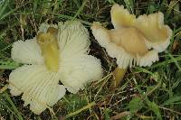 Hygrocybe acutoconica image