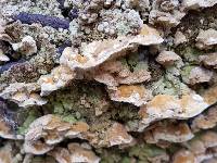 Neoantrodia serialiformis image