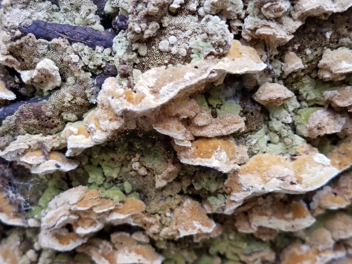 Neoantrodia serialiformis image