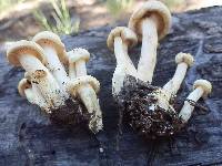 Hygrophorus chrysodon image