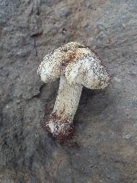 Inocybe chelanensis image