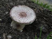 Leucoagaricus americanus image