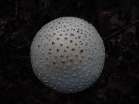 Amanita cokeri image