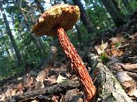 Aureoboletus russellii image