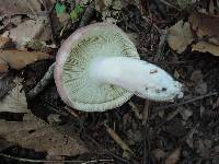 Russula grisea image