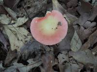 Russula bicolor image