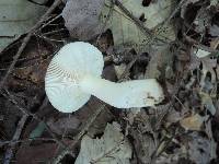 Russula bicolor image