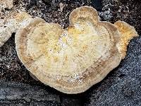 Trametes lactinea image