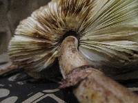 Leucoagaricus americanus image