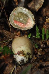 Clathrus archeri image