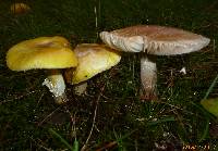 Amanita flavorubens image