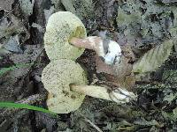 Leccinum longicurvipes image