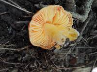 Hygrocybe aurantiosplendens image