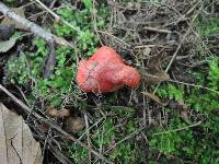 Hygrocybe aurantiosplendens image