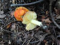 Hygrocybe aurantiosplendens image