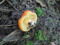 Hygrocybe aurantiosplendens image