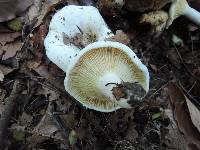 Lactarius vellereus image