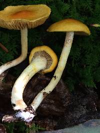 Cortinarius luteus image