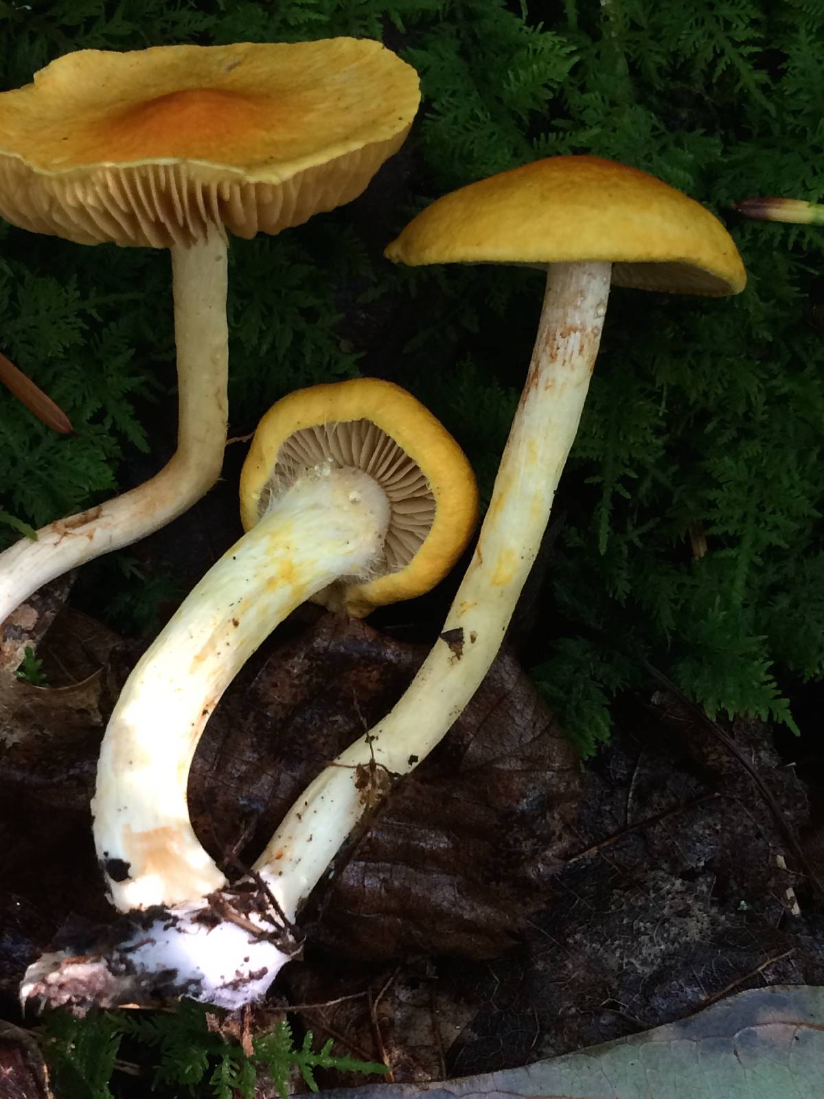 Cortinarius luteus image