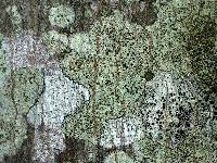 Lecanora mughicola image