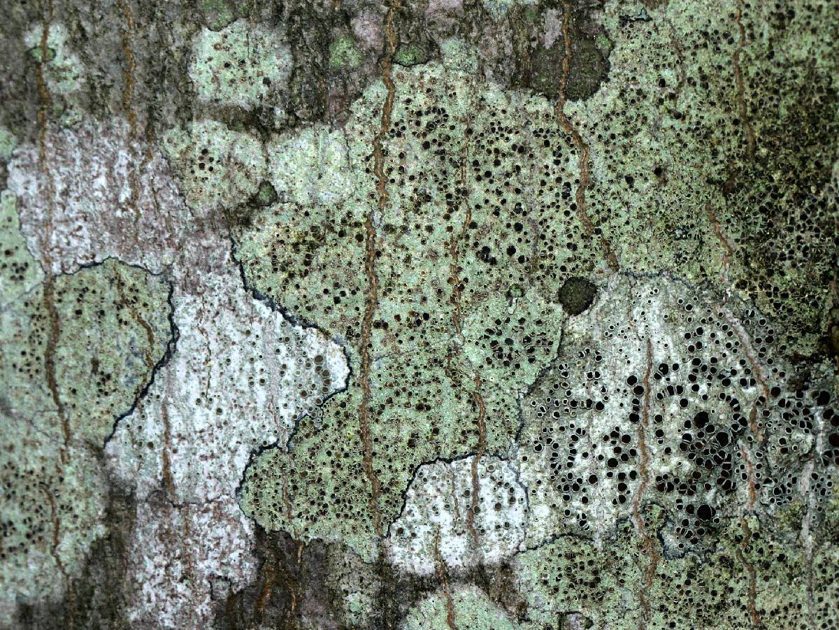 Lecanora mughicola image