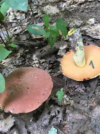 Boletus subluridellus image