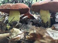 Boletus subluridellus image