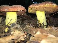 Boletus subluridellus image