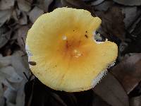 Russula flavida image