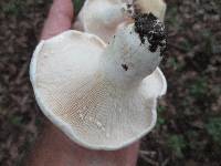 Lactifluus subvellereus image