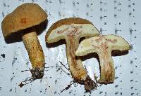 Boletus durhamensis image