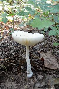 Amanita russuloides image