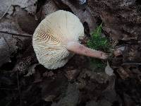 Lactarius subvernalis image