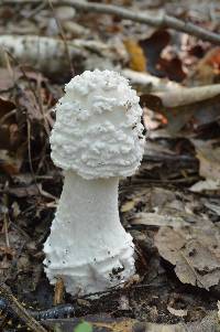 Amanita canescens image