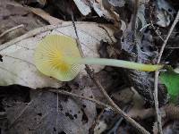 Hygrocybe flavifolia image