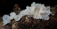 Tremella fuciformis image