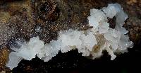 Tremella fuciformis image