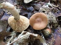 Lactarius imperceptus image