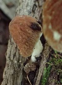 Psathyrella delineata image