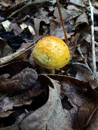 Boletus curtisii image