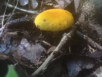 Russula flavida image