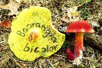 Baorangia bicolor image