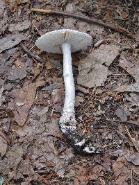 Amanita onusta image